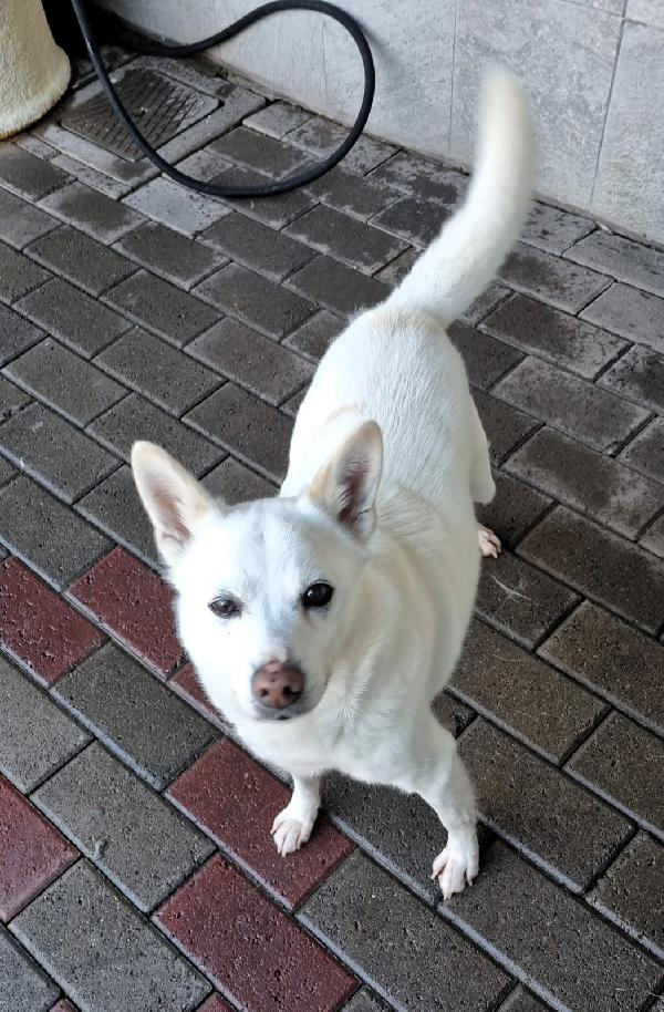 FOX CAGNOLINO CANDIDO Foto 8